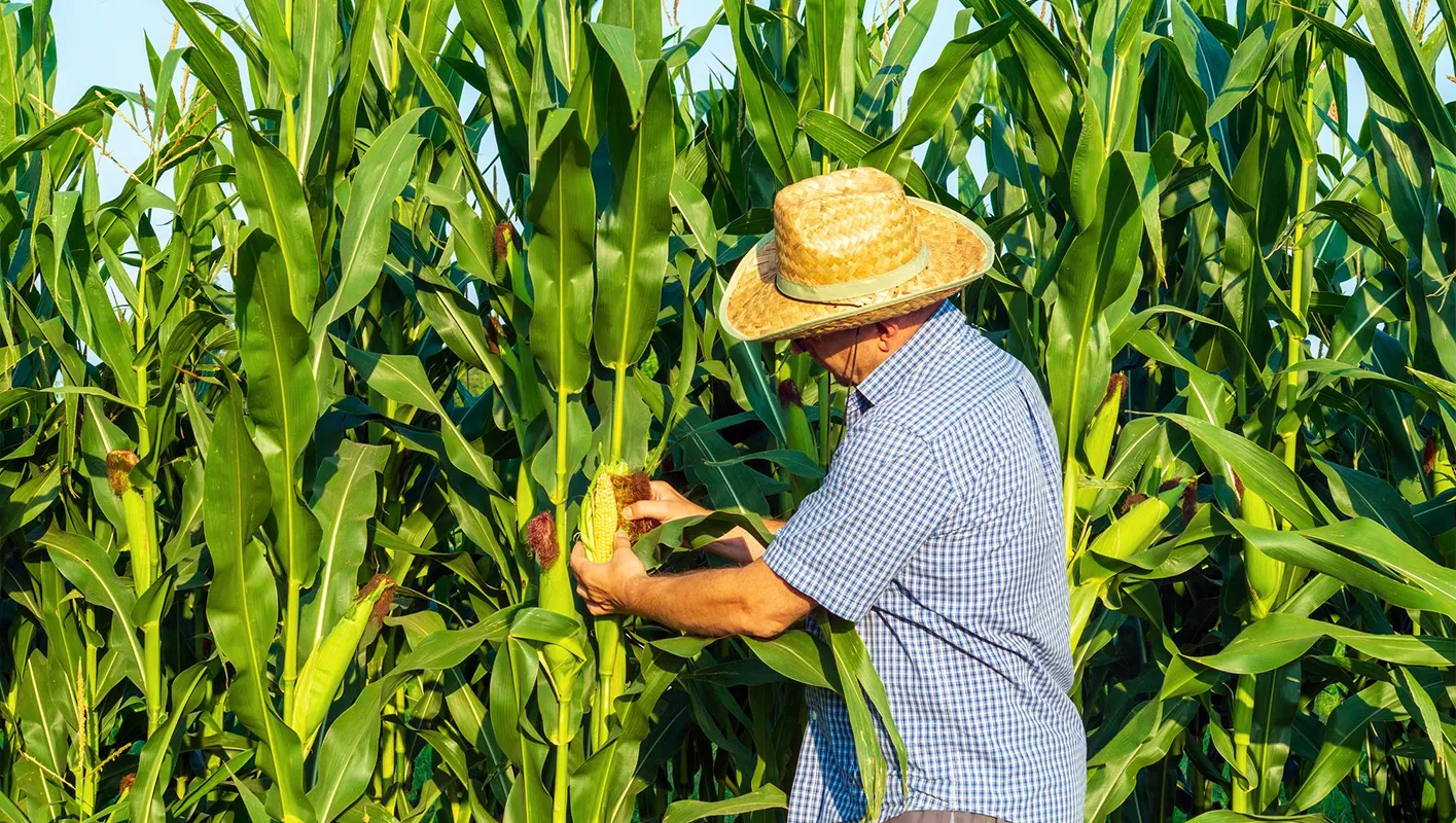 Agricultor mejorando la siembra de cultivos